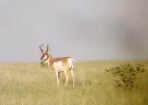 Antelope Hunt in Arizona