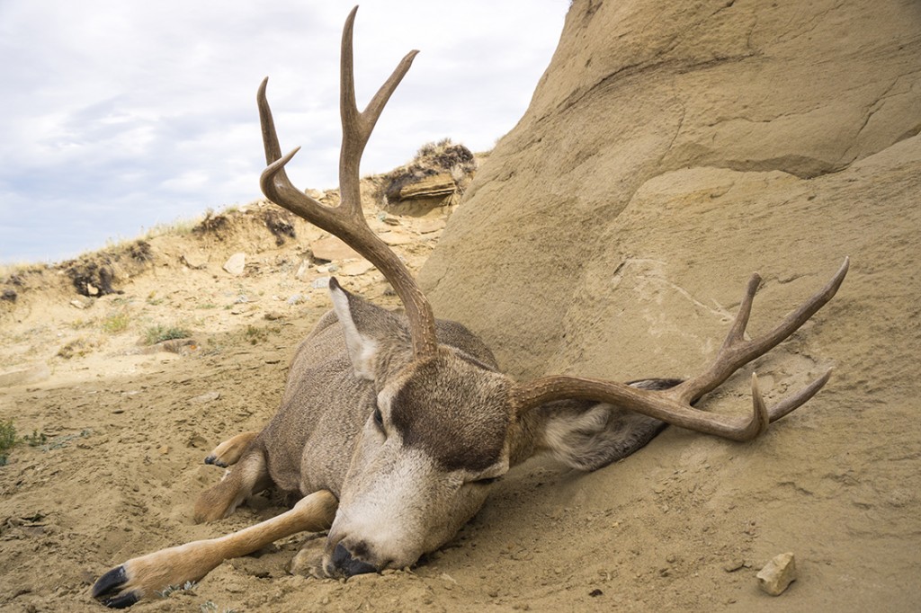 Arizona Deer Hunting